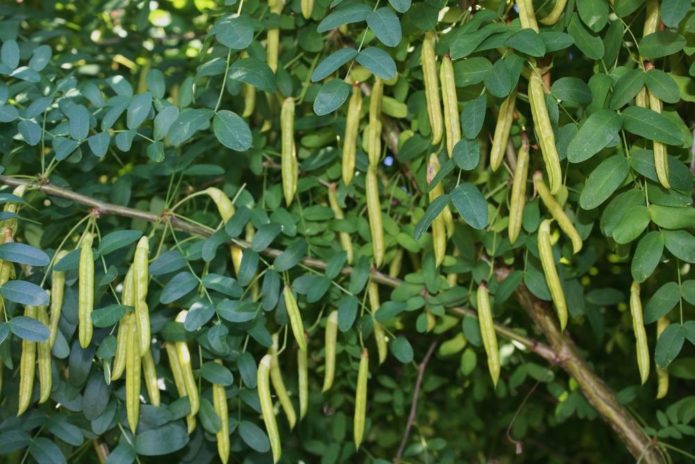 Fruites de caragana