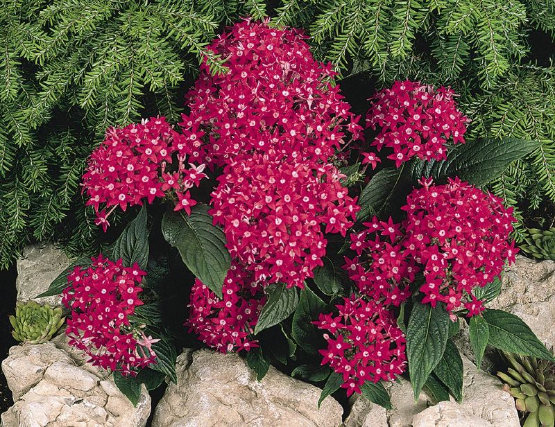 Cultiver une fleur de pentas