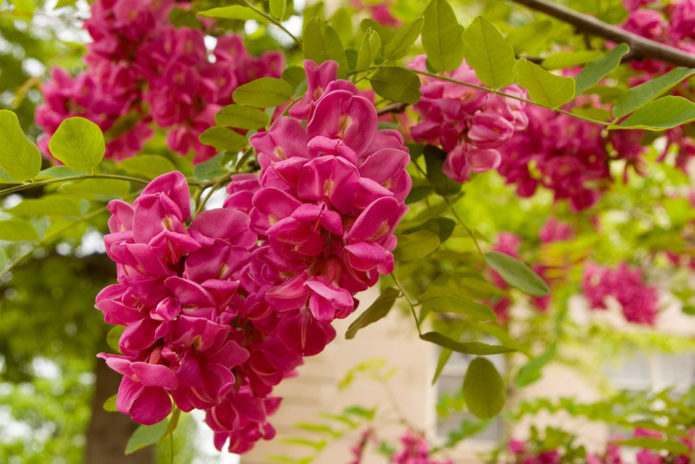 Robinia rose vif