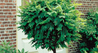 robinia trong thiết kế cảnh quan