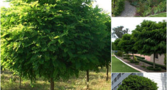 robinia em paisagismo