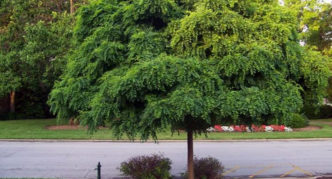 robinia em paisagismo