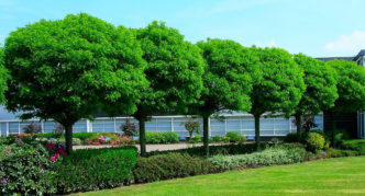 robinia en el disseny de paisatges