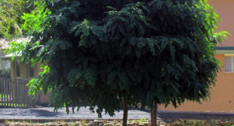 robinia em paisagismo