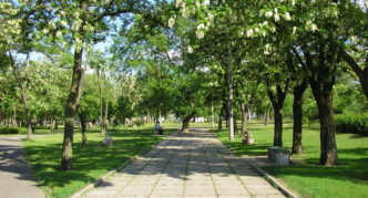 peyzaj tasarımında robinia