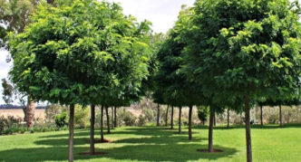 robinia trong thiết kế cảnh quan