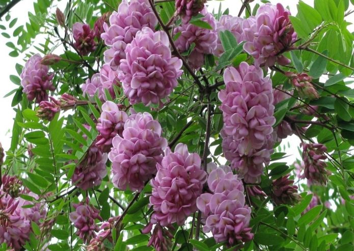 robinia lipīga