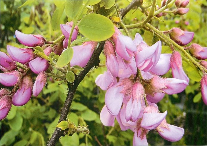 robinia có lông