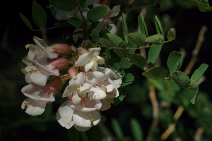 Robinia New Mexico