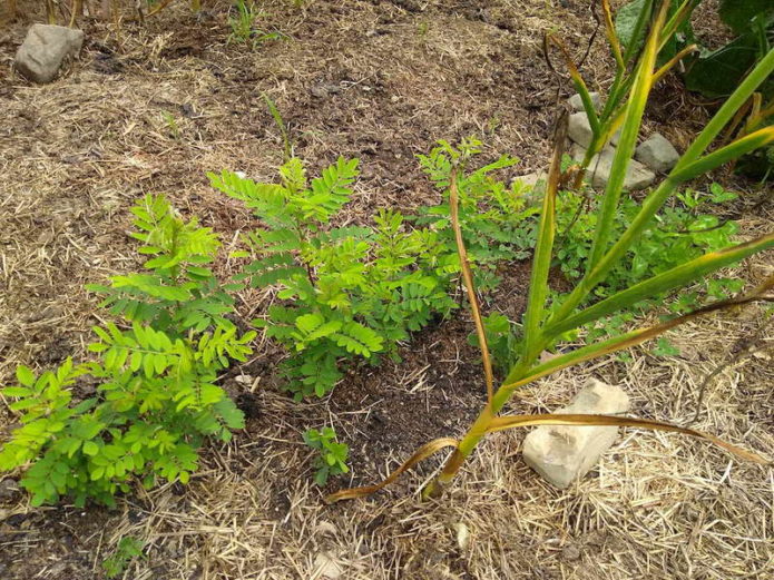 Robinia cuttings rooted in the ground