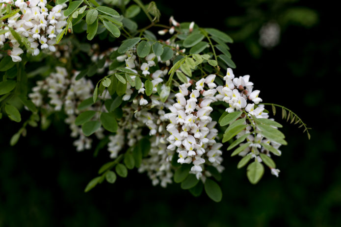 robinia çiçek açar