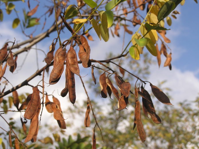 robinia en otoño