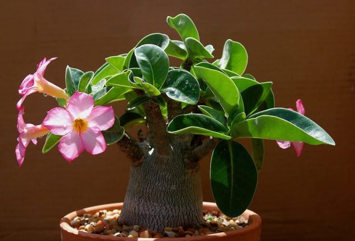 Adenium w garnku