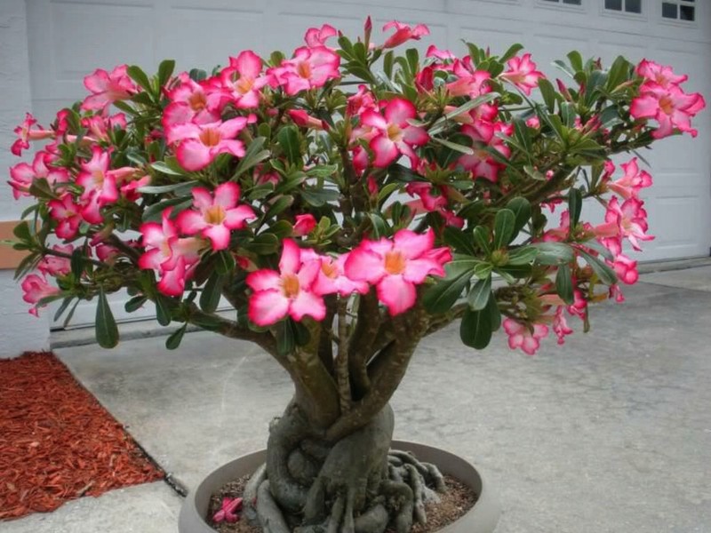 Nós cultivamos uma rosa do deserto em casa - adenium