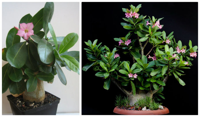 Arabski Adenium