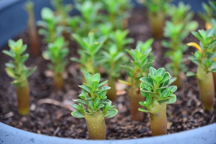 Les semis d'Adenium