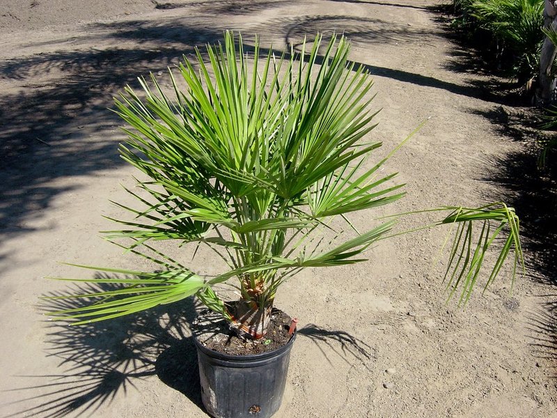 Palm hamerops