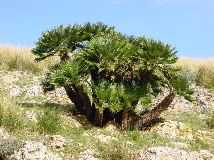 Palmhamerops in de natuur