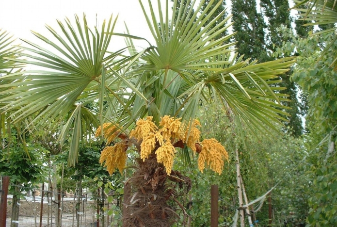 Hamerops de palmera amb flor