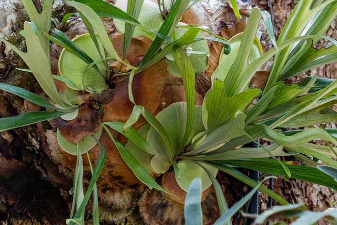 Angolská platycerium