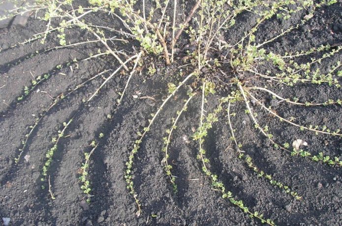 Plantation de groseilles avec superposition