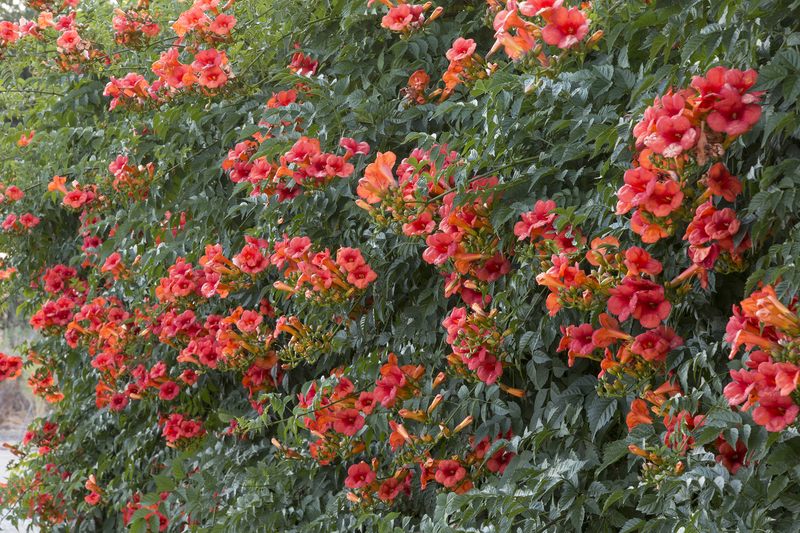 Tekoma é um destaque brilhante em seu jardim!