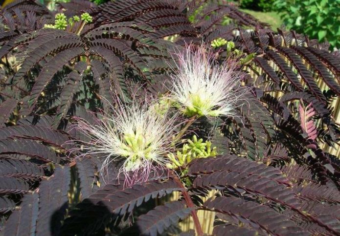 Chocolade d'été Albizia