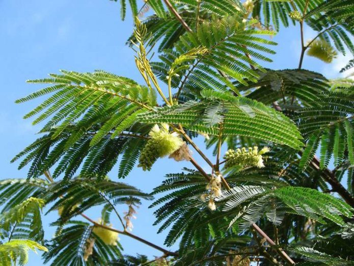 Albizia Lofanta