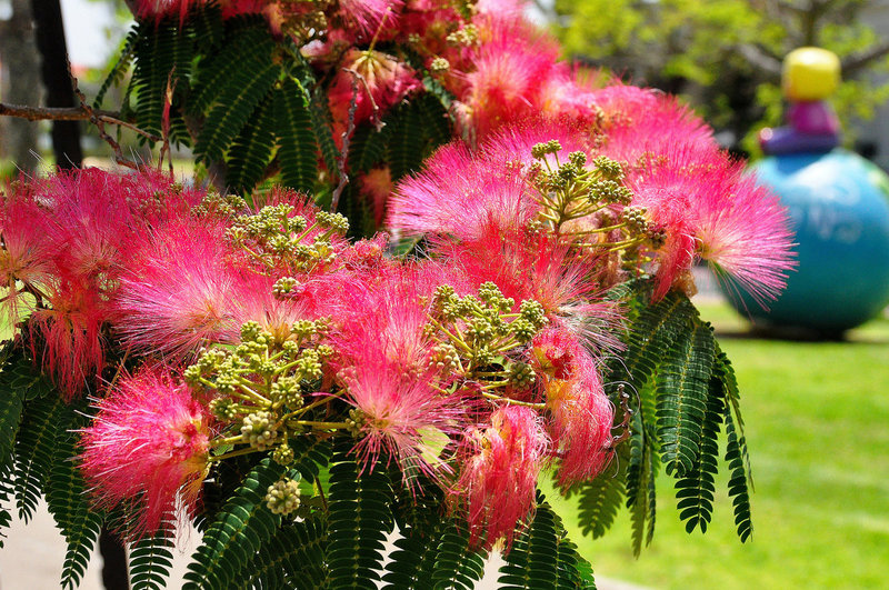 La albizia es un árbol exótico que se puede cultivar en nuestros jardines