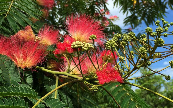 Bloeiende Lankaran acacia