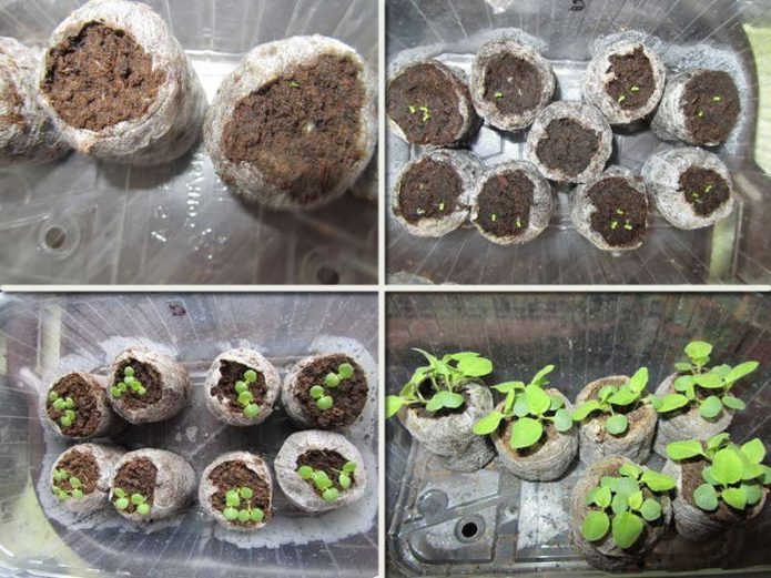 Propagation de Brovallia par graines