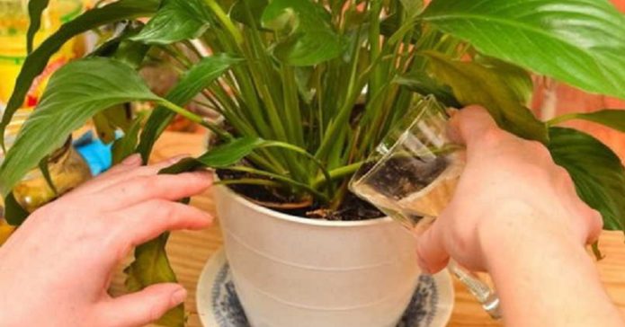 De plant water geven met bananentinctuur