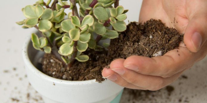 Vetplanten planten