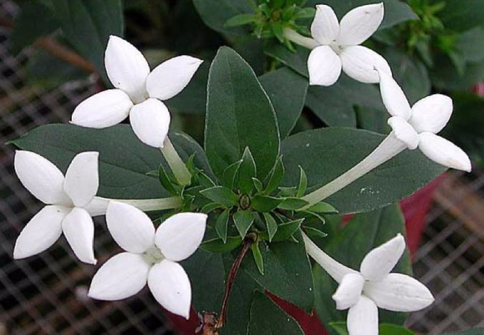 Bouvardia à fleurs longues