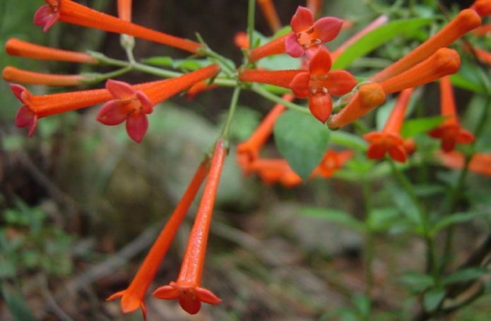 Bouvardia berbunga halus