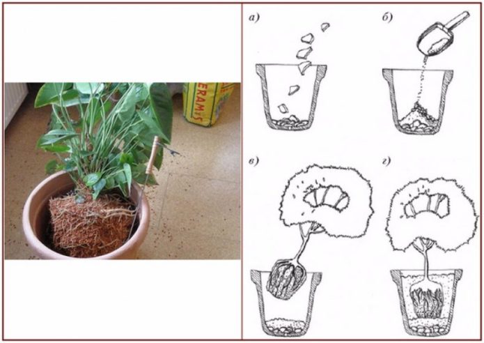 Bouvardia transplantacija