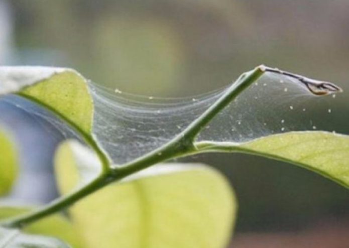 A derrota da planta por um ácaro-aranha