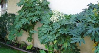 Aralia ao longo da cerca