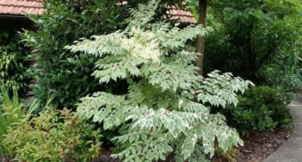 Aralia near the house