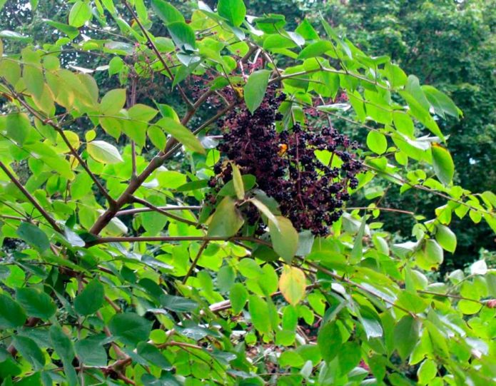 Fruit d'Aralia