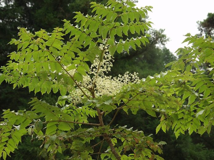 Chinois aralia