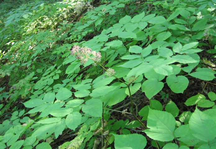 Aralia mannermainen