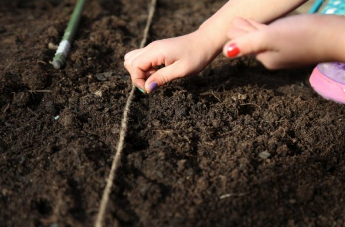 Sowing seeds