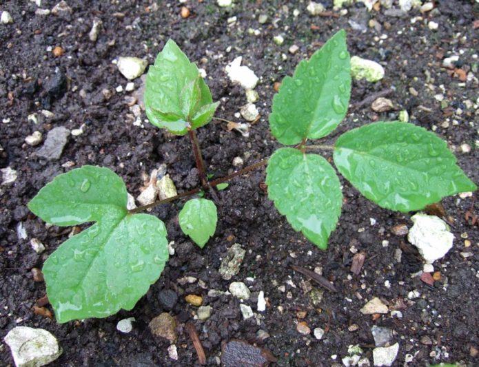 Reproduction d'aralia par boutures