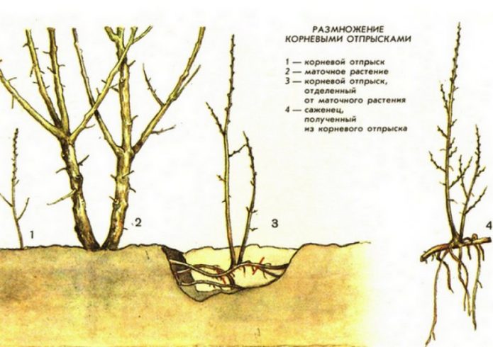 Reprodução de aralia pela prole