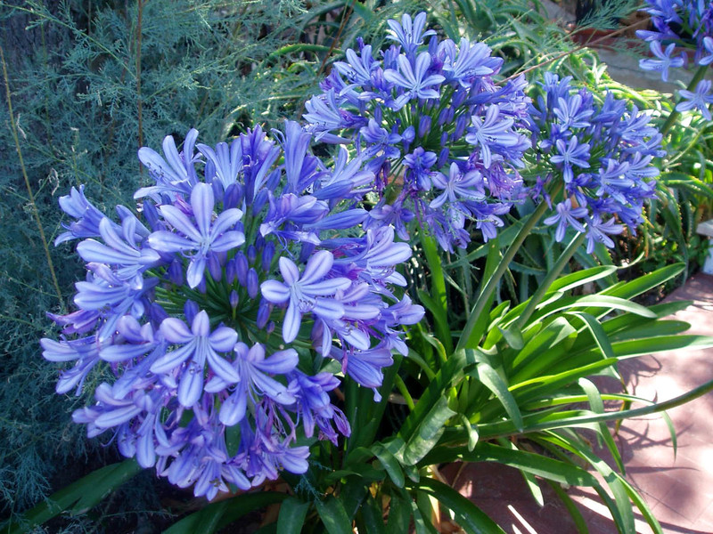 Bahçede ve evde termofilik bir agapanthus nasıl yetiştirilir