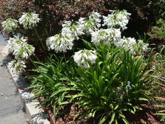 Agapanthus ตะวันออก