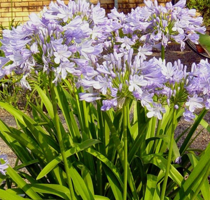 African agapanthus