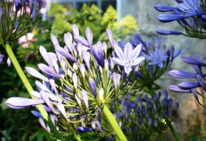 Kellonmuotoinen agapanthus