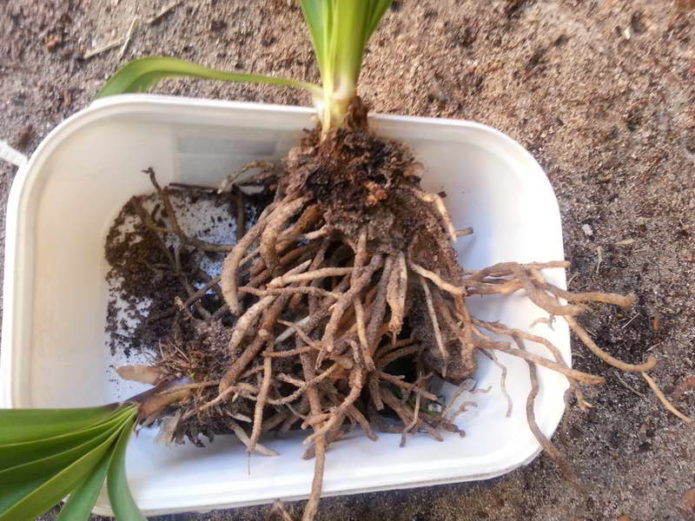 Raízes de agapanthus